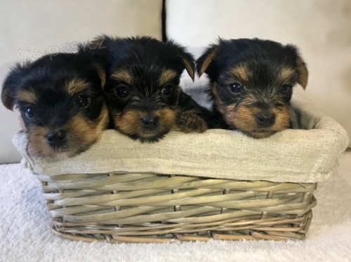 �t��ata mini yorkshire teri�ra na prodej.