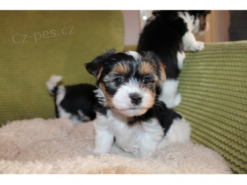 zdrav� �t��ata yorkshire teri�ra biewer na prodej.