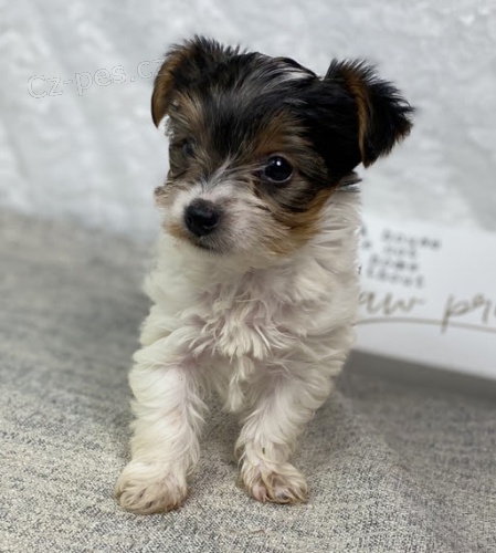 zdrav� a o�kovan� �t���tka mini biewer na prodej.