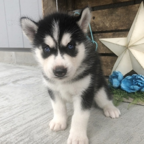 sibisk husky s krsnmi modrmi oima.