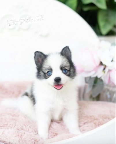 mini lek Pomskies tata na prodej