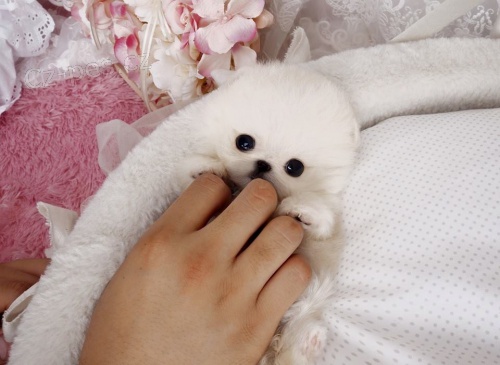 kr�sn� mini ��lek pomeransk�ch �t��at na prodej.