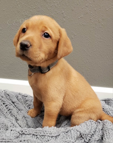 Zdrav� �t��ata labradorsk�ho retr�vra na prodej.