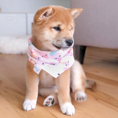 �t��ata shiba inu na prodej o�kovan� a od�erven�
