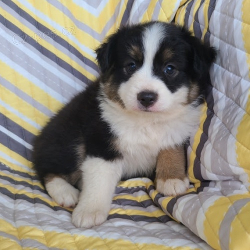 Rozko�n� �t��ata australsk�ho ov��ka na prodej