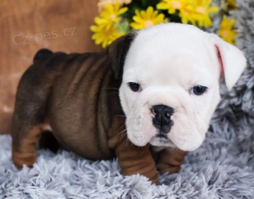 pes a �ena anglick� buldok �t��ata na prodej