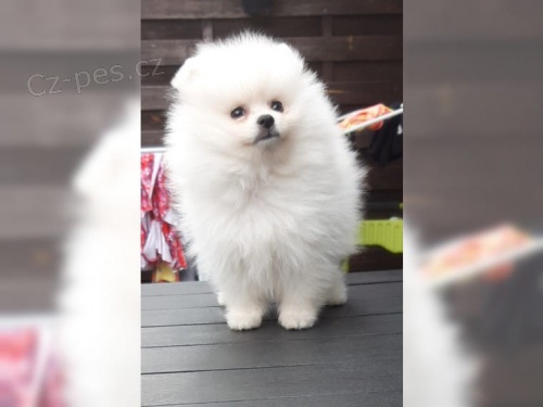 Trpasli�� �pic (Pomo�any)