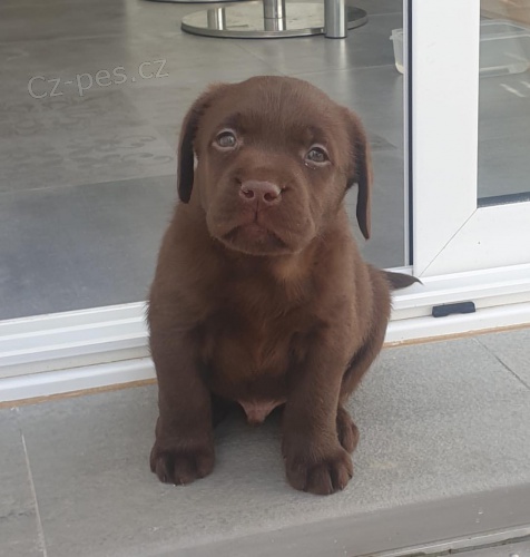 labradorsk� �t��ata