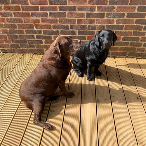 labradorsk� �t��ata