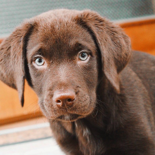 labradorsk� �t��ata