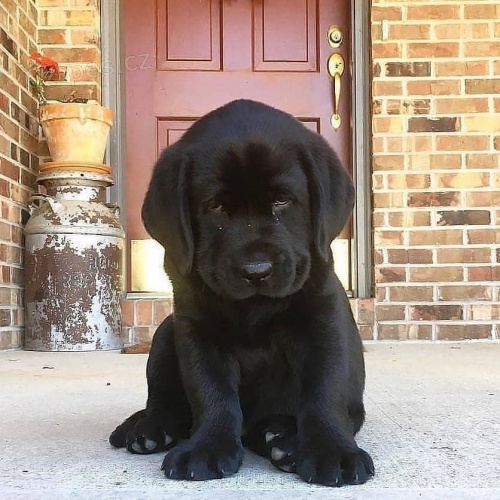 labradorsk� �t��ata