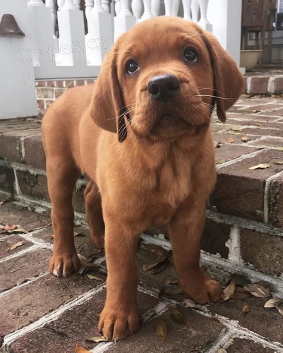 labradorsk� �t��ata