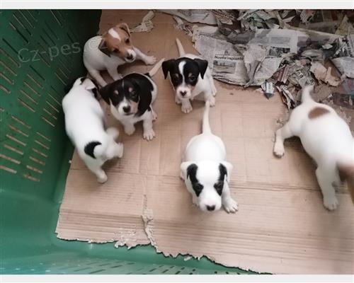 �t��ata Jack Russell teri�ra 