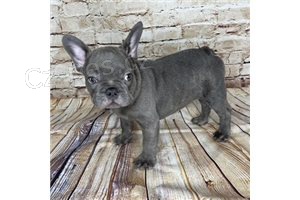 francouzsk�ho buldo�ka