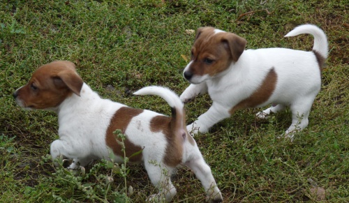�t��ata Jack Russell Terrier zoufale tou�� po nov�ch rodi��ch