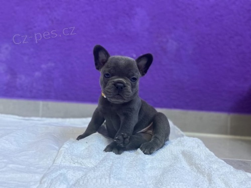 Francouzsk� buldo�ek na prodej bez PP