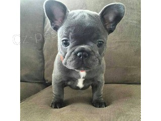 francouzsk� buldo�ek..5