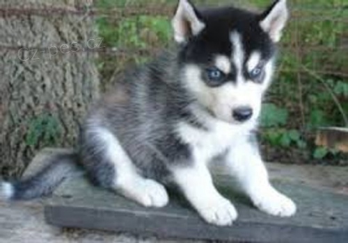sibi�sk� husky. .