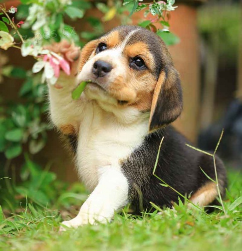 �t���tka Beagle
