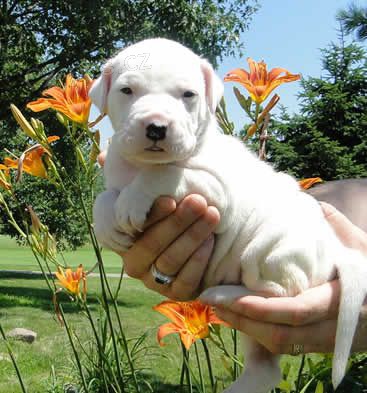 ��asn� od�erven� a o�kovan� �t��ata dogo argentino na prodej