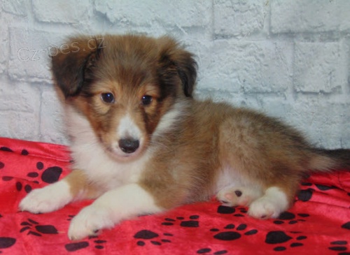 Shetlandsk� ov��k �t��ata �t��ata samec a samice k adopci.