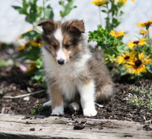 Shetlandsk� ov��k �t��ata k adopci.