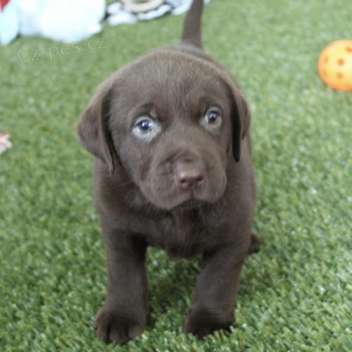 �ern� roztomil� labradorsk� retr�vr �t��ata na prodej.