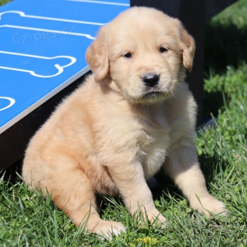 velkolep� �t��ata o�kovan� a od�erven� zlat�ho retr�vra na prodej.