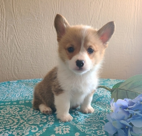 kr�sn� od�erven� a o�kovan� Pembroke Welsh Corgi �t��ata �t��ata na prodej.