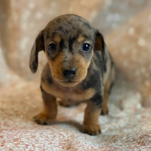 �t��ata jezev��k� k dispozici