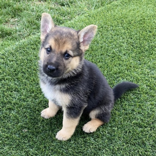 �t��ata n�meck�ch ov��k� na prodej