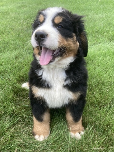 Bernsk� sala�nick� pes k adopci.