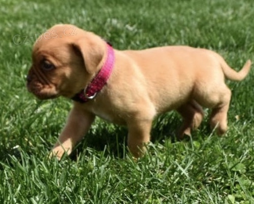 kr�sn� �t��ata dogue de bordeaux