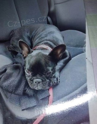�t��ata Francouzsk� buldo�ek  k adopci