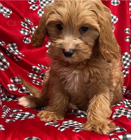 krsn tn cavapoo k adopci