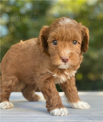 krsn tn goldendoodle k adopci