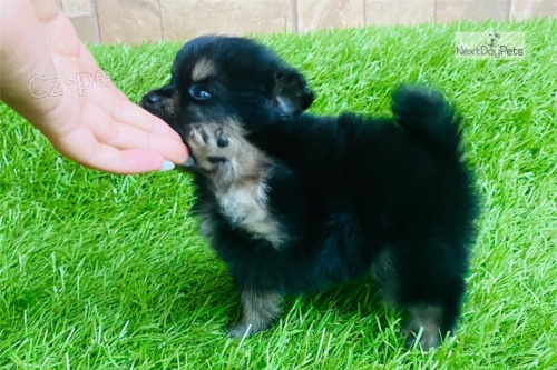 krsn tn pomeranian k adopci