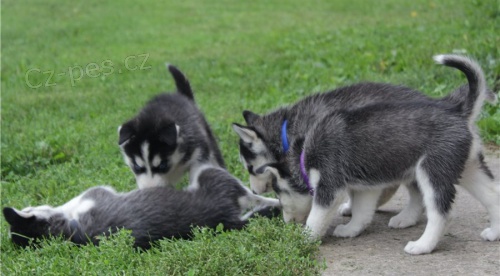 krsn tn sibiskho husky k adopci