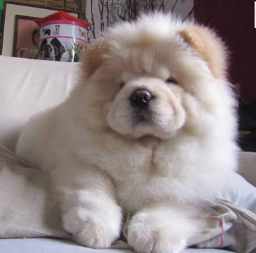 kr�sn� �t���tka �au �au pro nov� domov