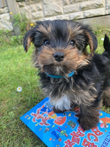 Rozko�n� vynikaj�c� maltsk� �t���tka