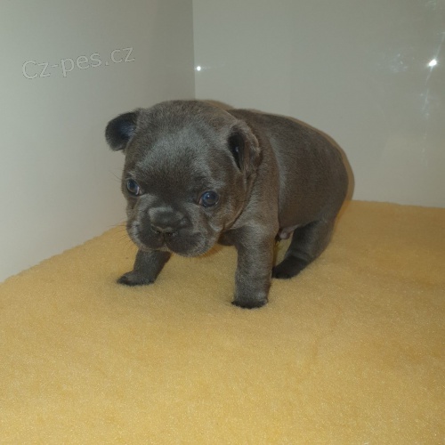 Francouzsk� buldo�ek