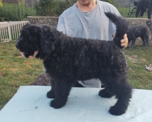 Pred�m �teniatka flandersk�ho bouviera