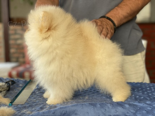 Pomeranian �t�n�