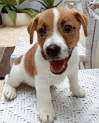 JEDINE�N� JACK RUSSELL