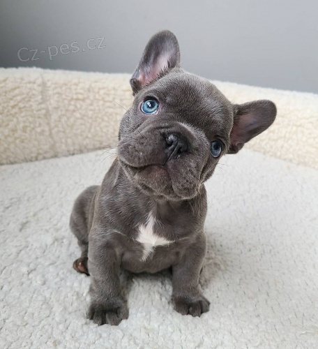 francouzsk�ho buldoka