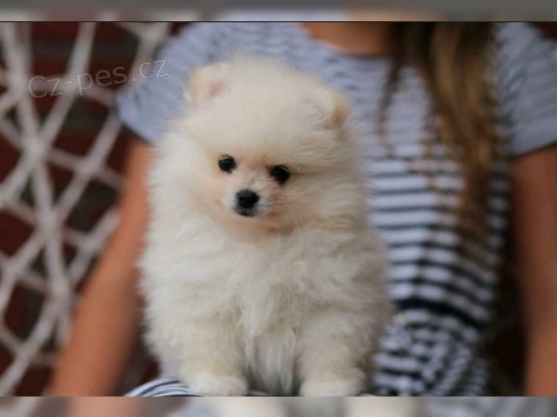 Pomeranian �ena 10 t�dn�