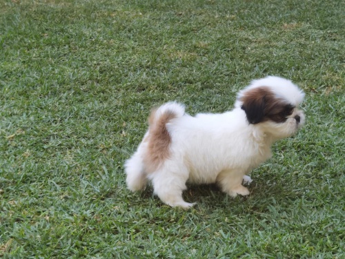 tata sibiskho huskyho pipravena do novho domova