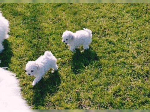 bolonsky  t�dn� chlapec a d�vka