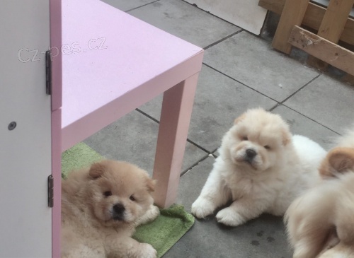 Chow chows (Cau cau)   , z�znamy veterin��e a 1yr z�ruka genetick�ho zdrav�.