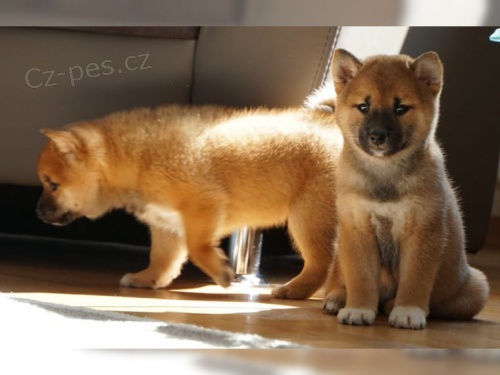 �t��ata Shiba Inu pro nov� domovy k adopci